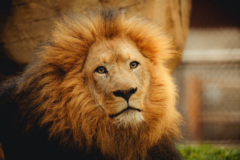 Close-up portrait of a majestic lion in its natural habitat with a regal mane.