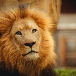 Close-up portrait of a majestic lion in its natural habitat with a regal mane.